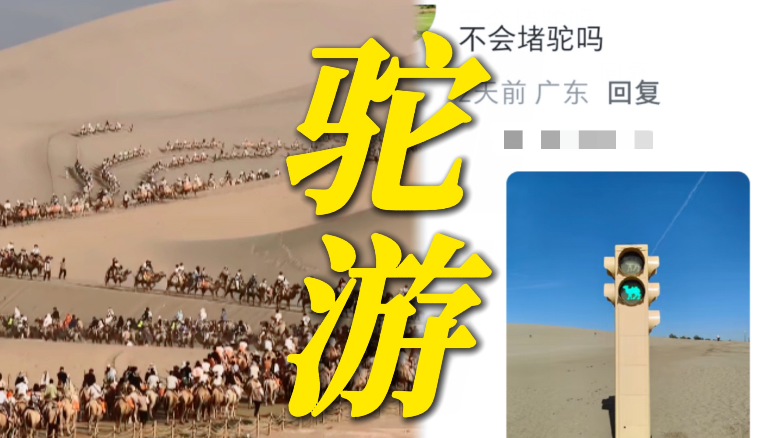 妈呀好壮观！第一次知道骑骆驼还有红绿灯！敦煌骆驼大队西出阳关全是人