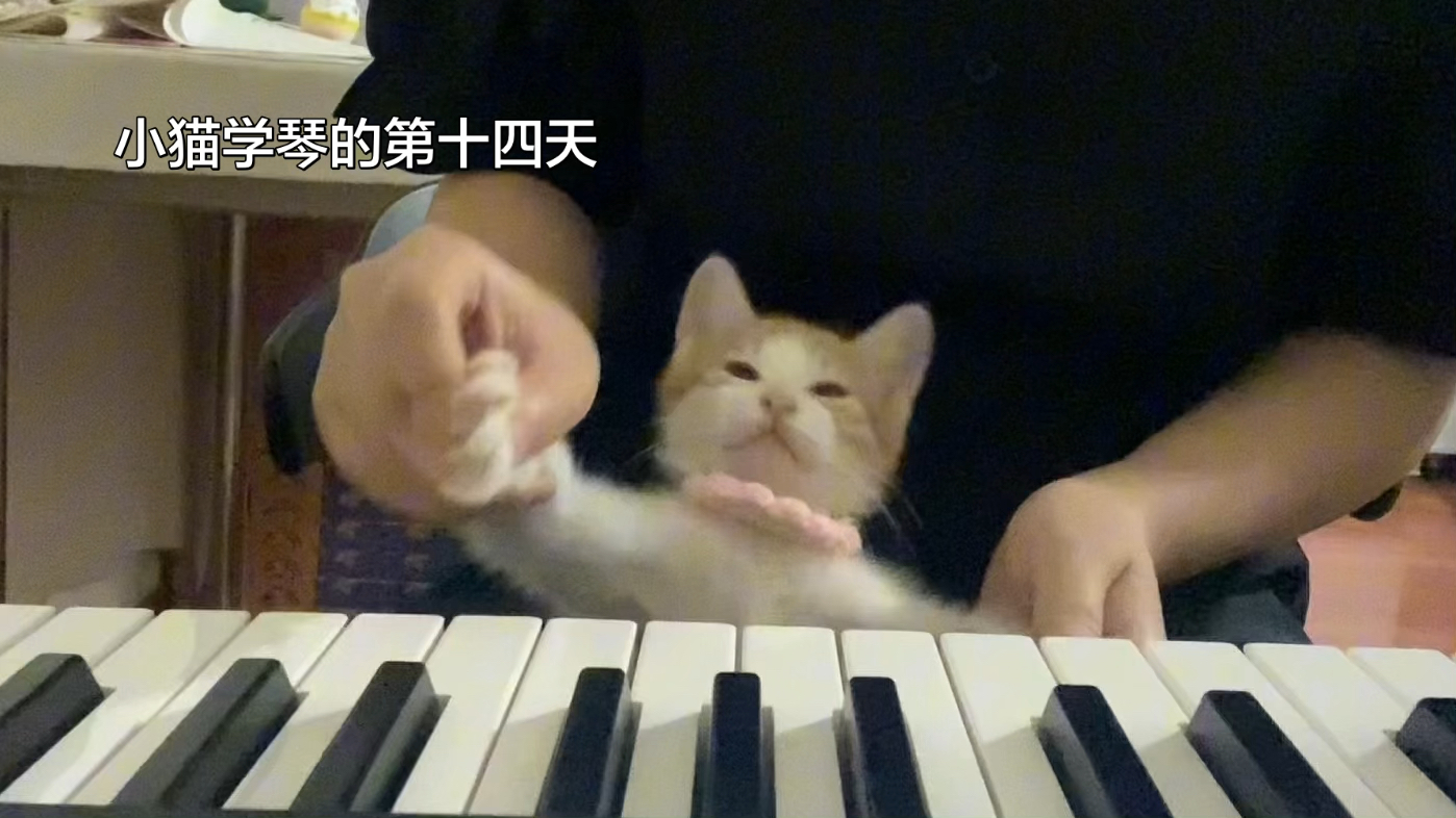 肖邦的妹妹肖猫咪弹奏《未闻花名》
