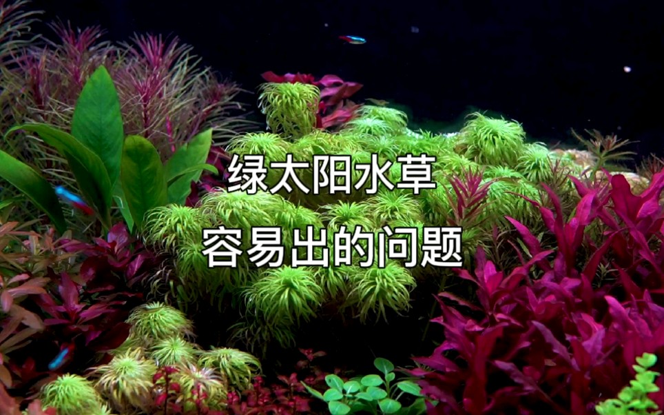 水草绿太阳的常见养殖问题和解决方法哔哩哔哩bilibili