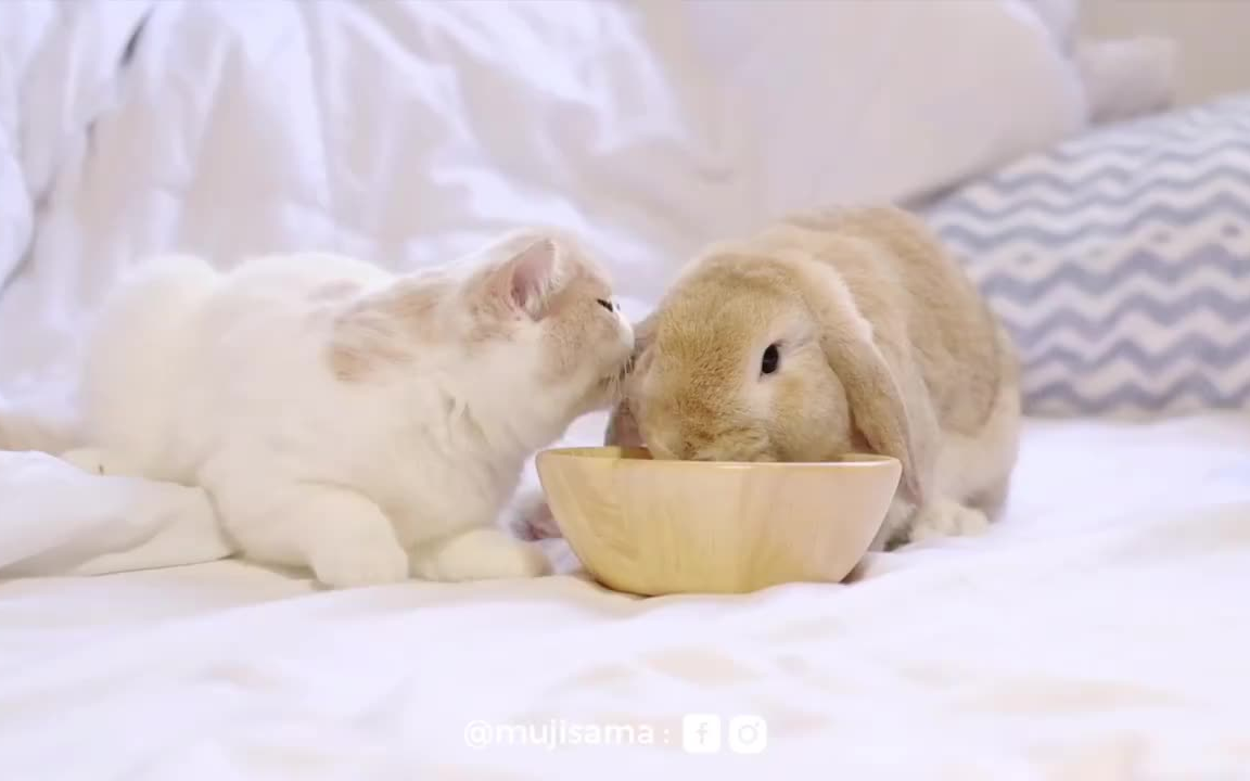 猫狗和兔几我的天啊萌翻了