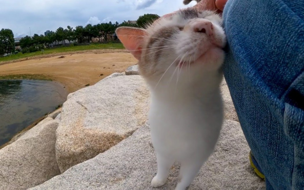 当我抚摸它时,防波堤上的猫高兴地坐在我旁边,很可爱哔哩哔哩bilibili