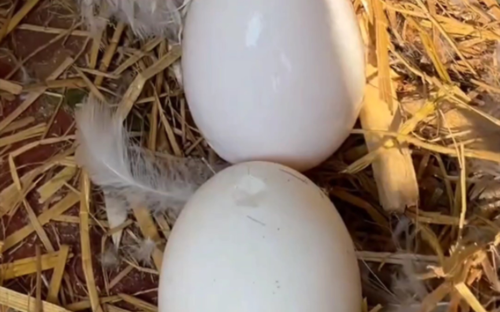 孔雀下蛋瞬间,鹅下蛋把自己上一个蛋砸碎