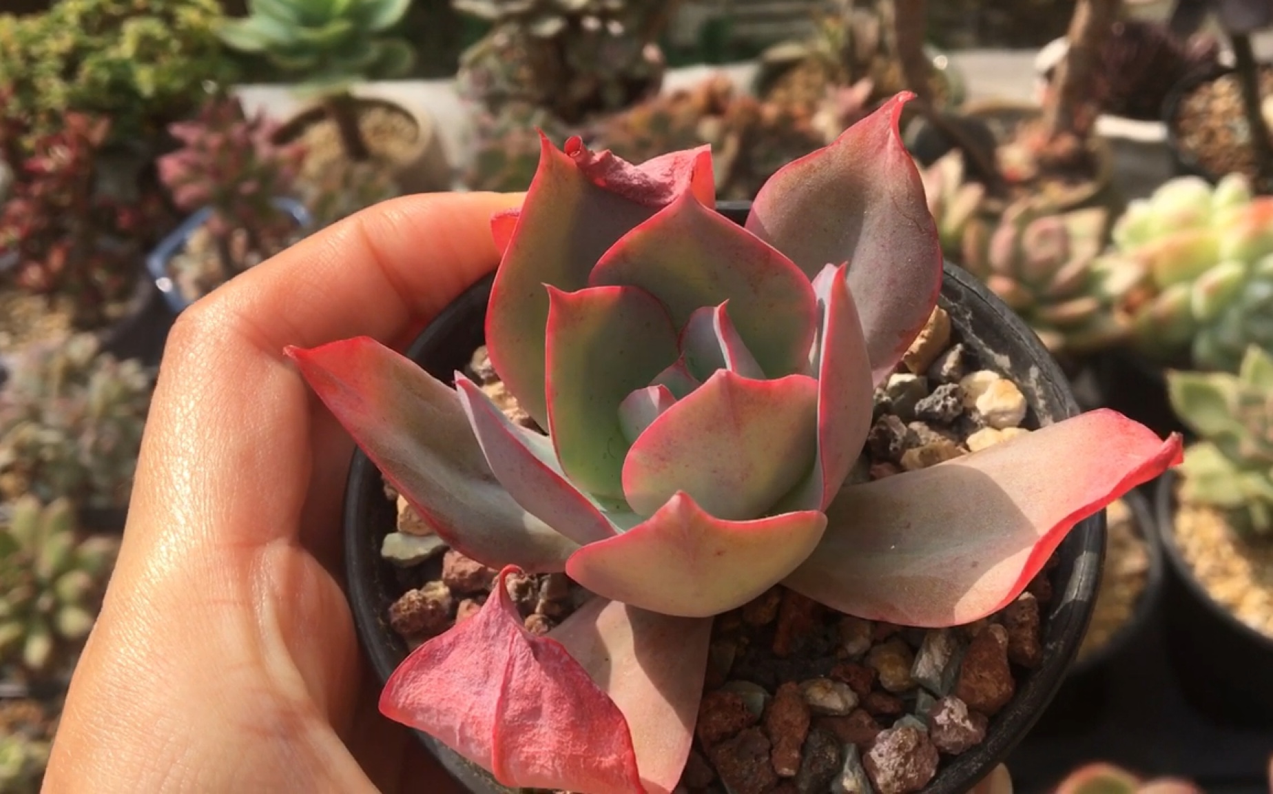 多肉分享之前的薄叶三仙现在真的仙的不要不要的ヾooノ还有还有蓝色