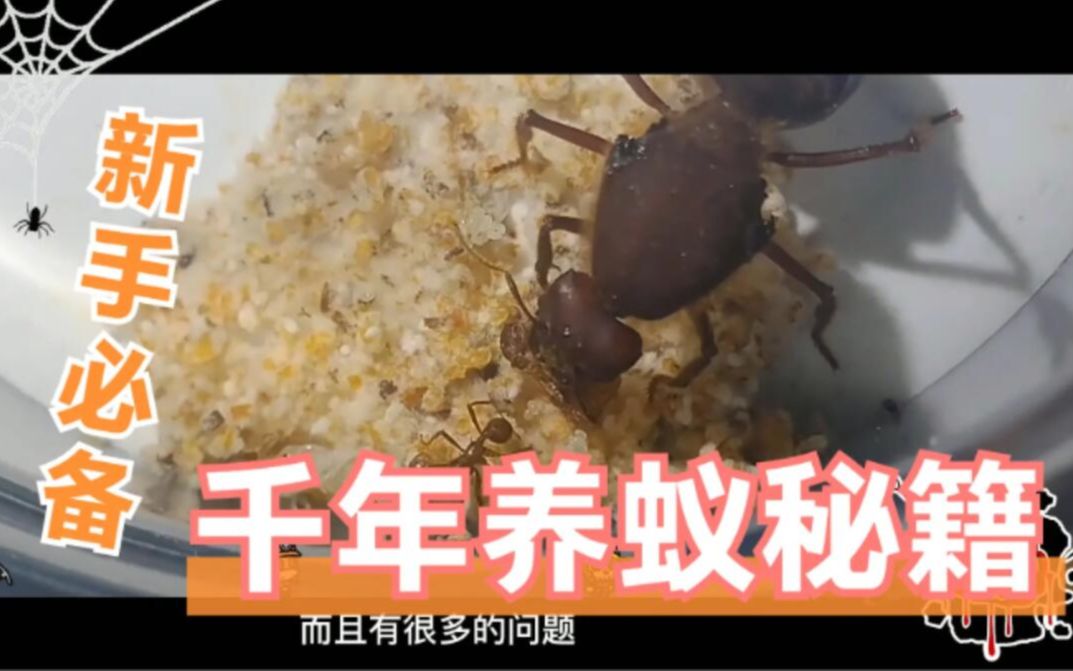 送给饲养宠物蚂蚁新手们的千年养蚁秘籍,保证顺利脱离新手村哔哩哔哩bilibili