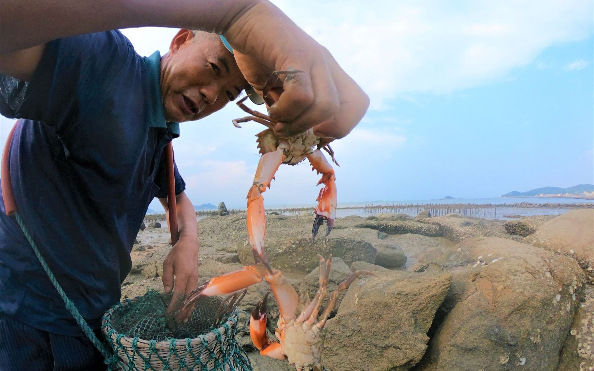 泰叔帶神器趕海,竟發現螃蟹為爭豪宅大打出手,趕緊上前去勸阻