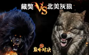 Скачать видео: 藏獒vs野狼，8头200斤的纯种獒王挑战北美灰狼，这也太狠了！