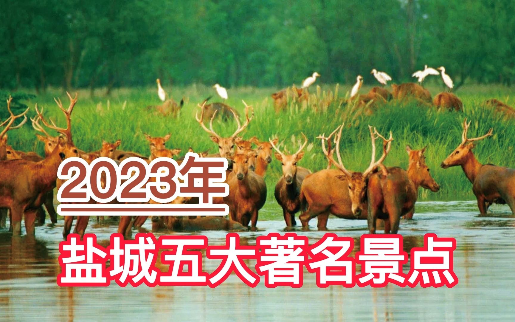 2023盐城五大著名景点,中华麋鹿园、大纵湖、金沙湖分列前三哔哩哔哩bilibili