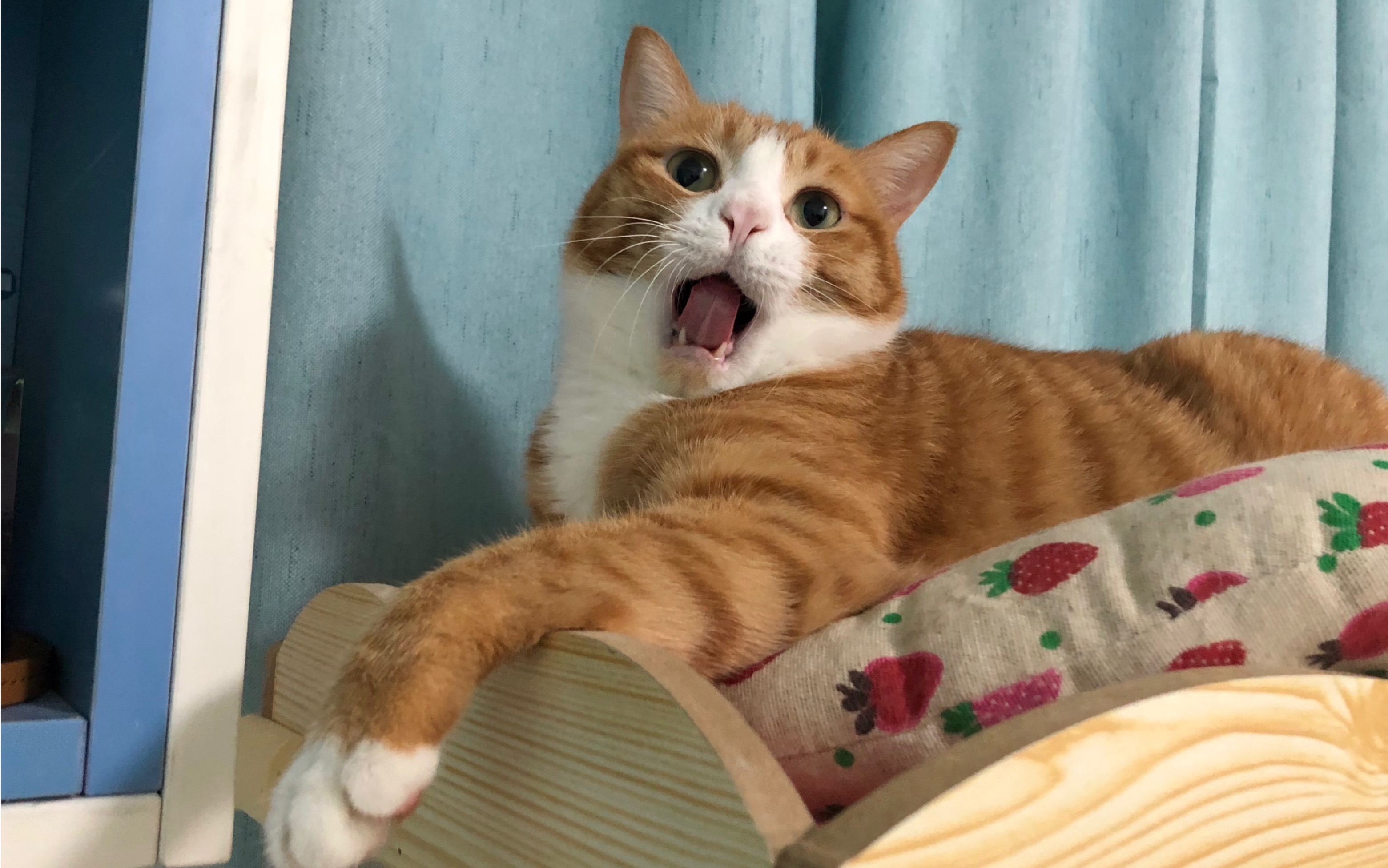 阿咪吃零食记09˙66˙79又打呼噜又吧唧嘴