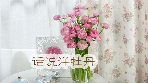 大叔说花 鲜切花选购及保养18 鲜切花洋牡丹花毛茛 哔哩哔哩 Bilibili
