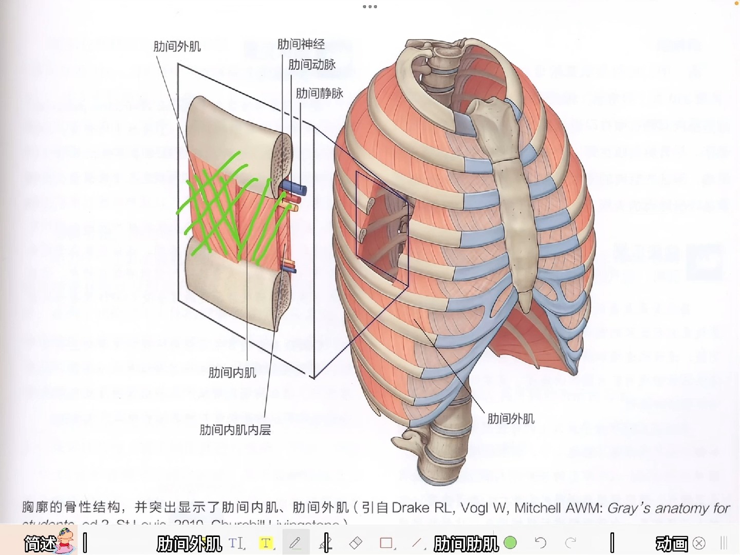 第128节:肋间内、外肌功能解剖哔哩哔哩bilibili