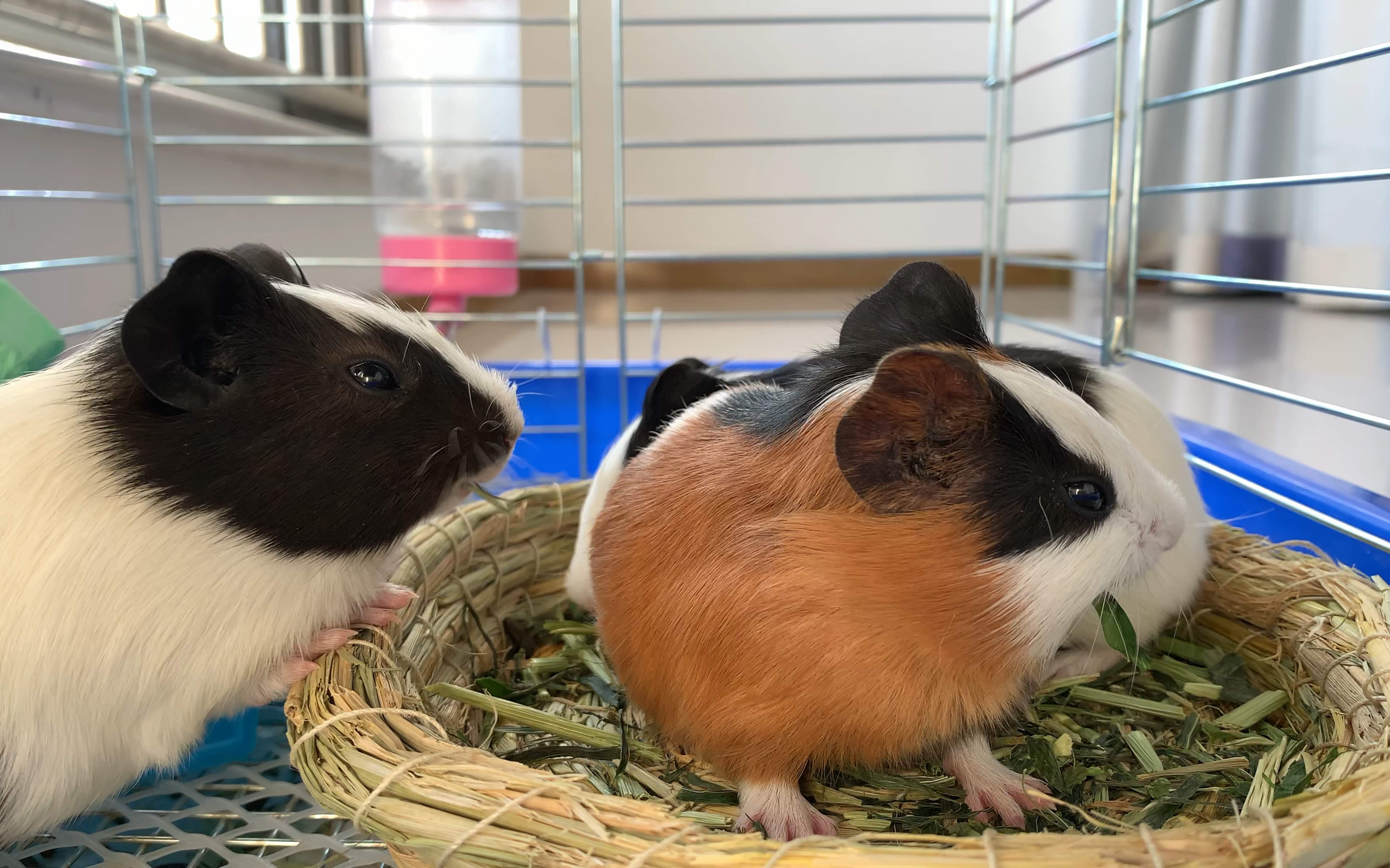 [豚鼠吃吃] 4k60帧!走进萌宠世界