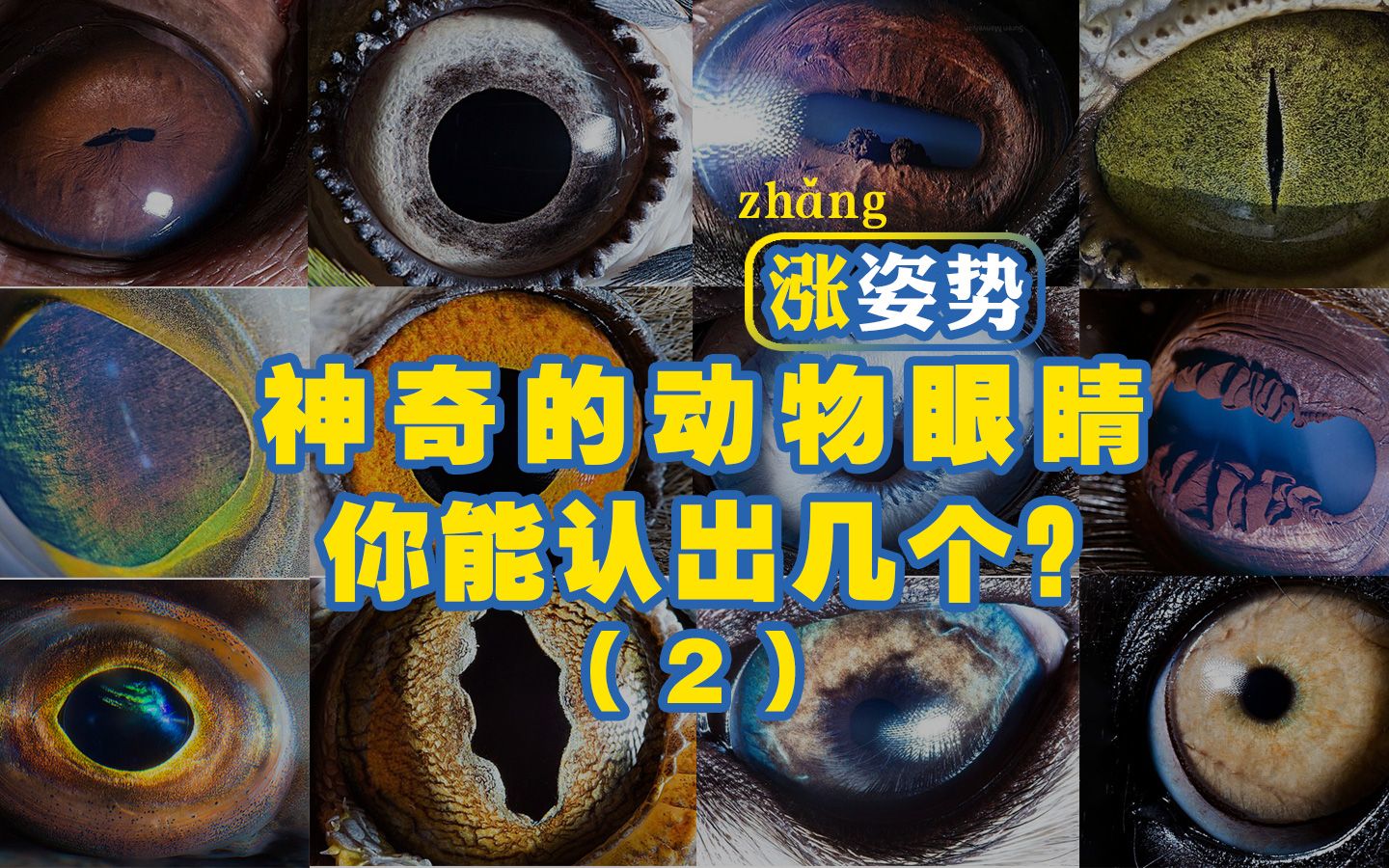 涨知识:神奇的动物眼睛,你能认出几个(2)哔哩哔哩bilibili