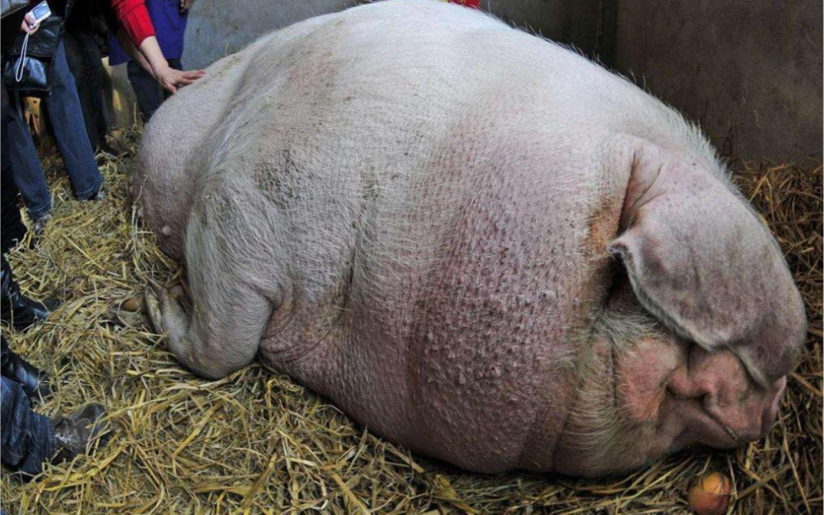 世界上最肥的猪没有之一1900斤的家猪你见过吗