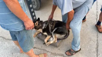 Télécharger la video: 宠物狗哈士奇按肉价卖，主人亲手送它进狗肉车，狗狗心里哇凉哇凉