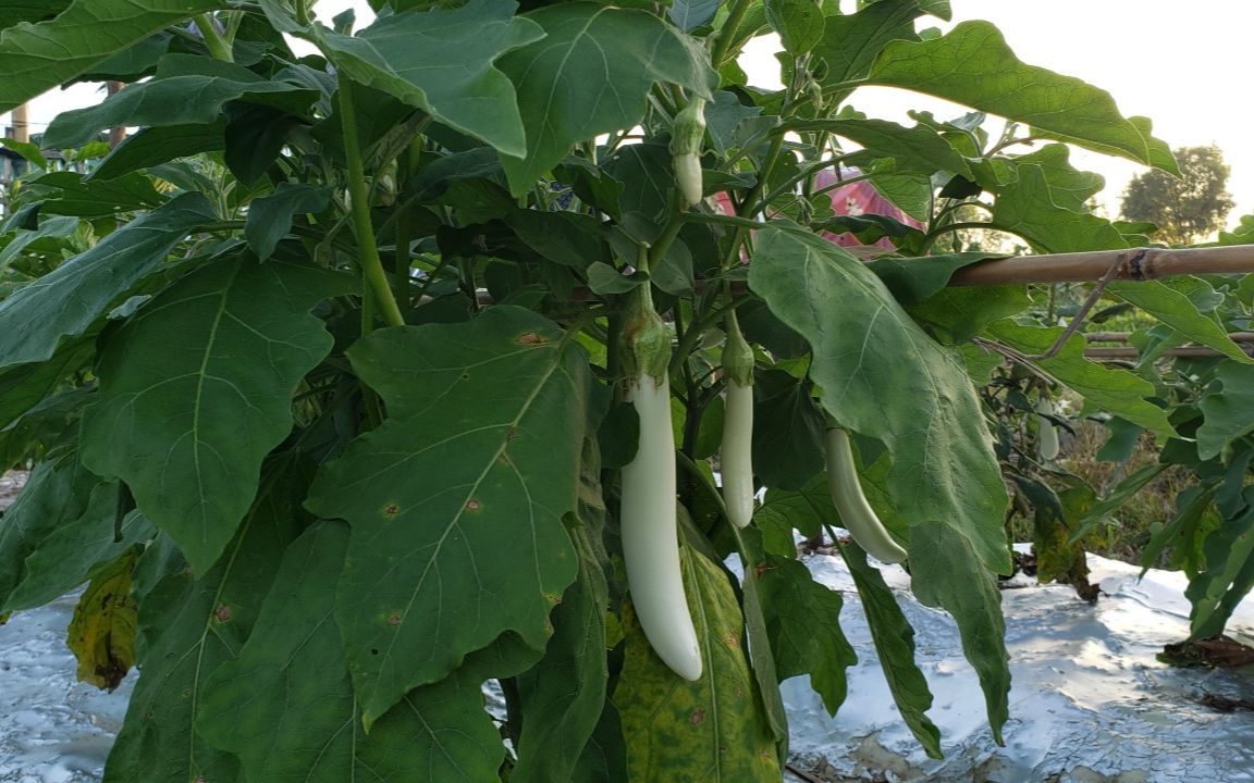 白茄子炒金不换,潮州人爱吃的家常菜,做法简单,美味又下饭