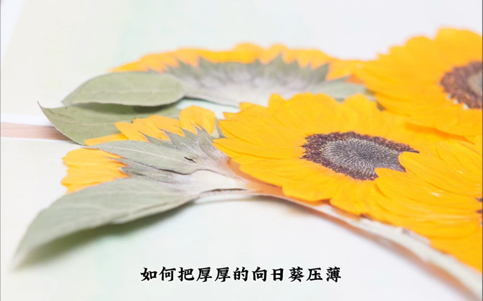 向日葵押花/压花教程哔哩哔哩bilibili