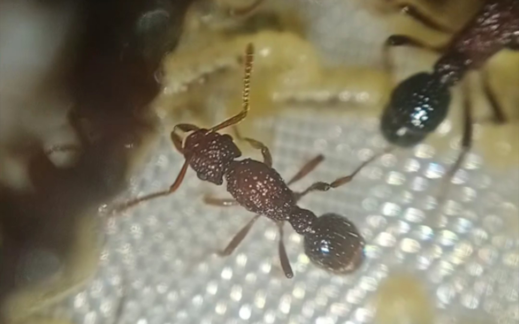 发发库存(双色曲颊猛蚁)