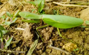 Download Video: 三种十分稀少的菱背螳：Rhombodera lingulata Rhombodera taprobanae  Rhombodera ornatipes