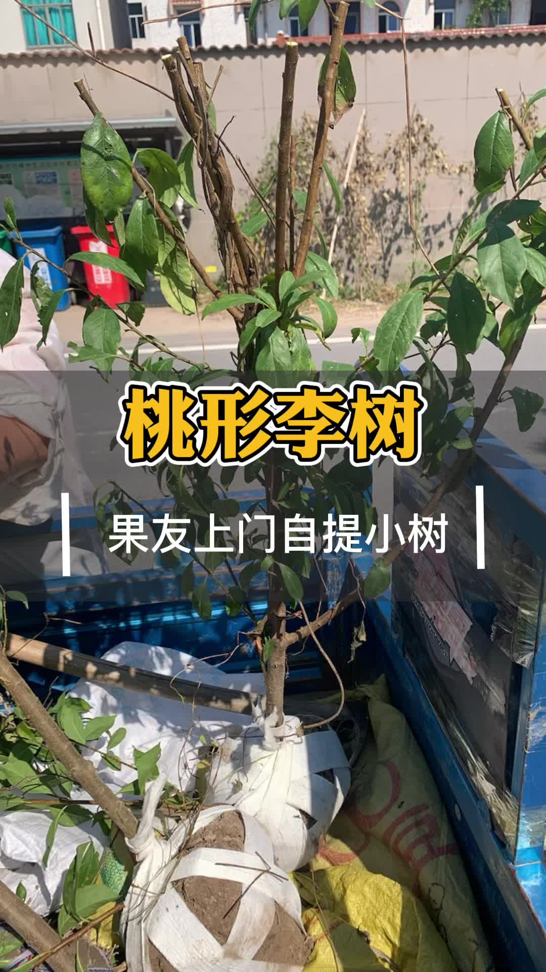 嵊州桃形李树苗多久能结果李子苗什么口感比较好最佳种植时间基地哔哩哔哩bilibili