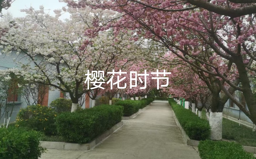 樱花动漫哔哩哔哩bilibili