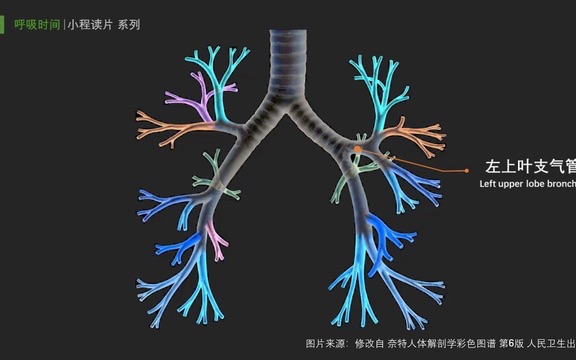 气管和支气管在肺CT的识别与定位2哔哩哔哩bilibili