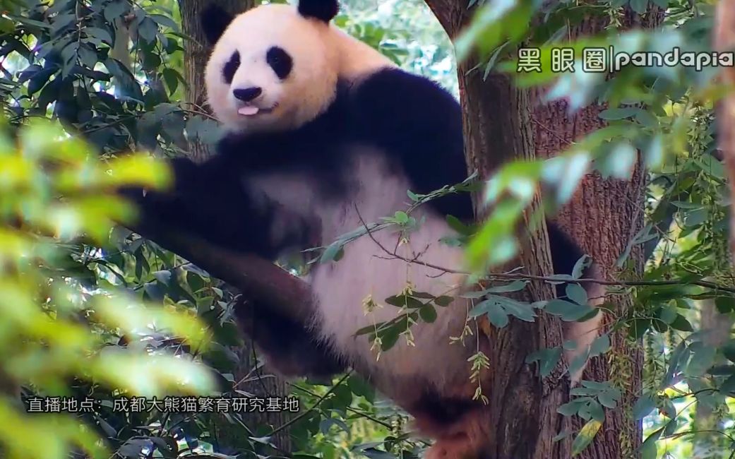 【大熊猫】女神北川教你跳舞哔哩哔哩bilibili