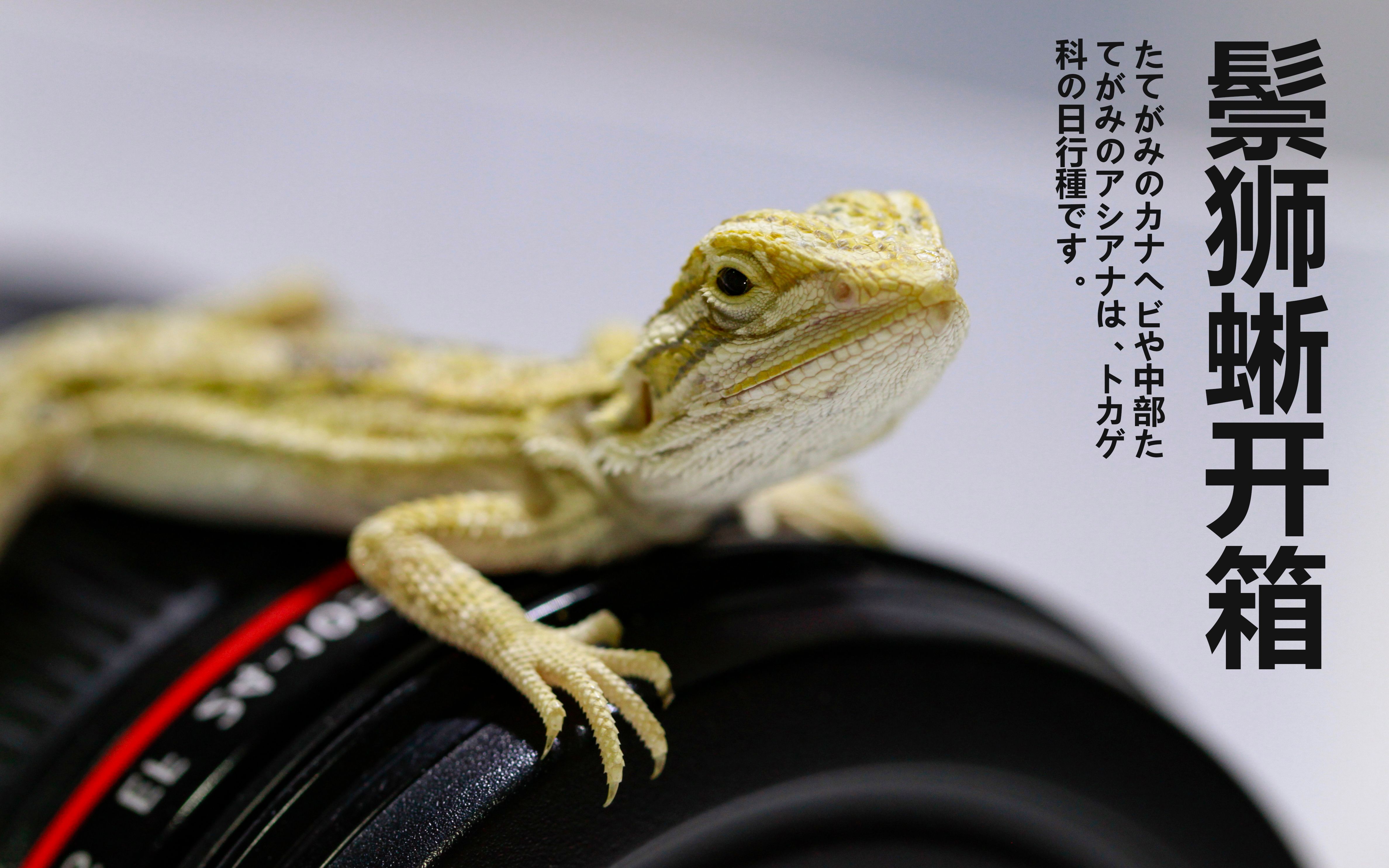 鬃狮蜥黄系白指甲隐果冻小可爱开箱