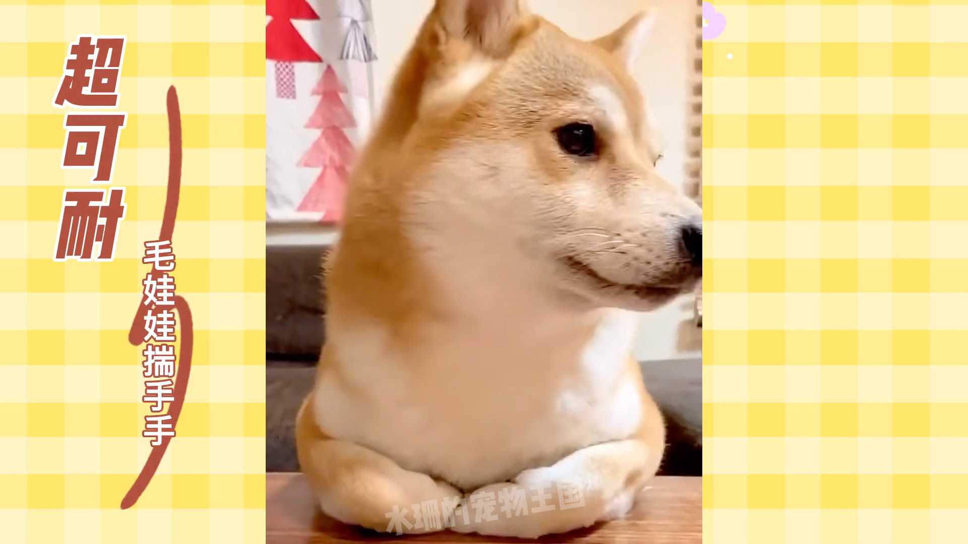 可耐的毛娃娃揣手手
