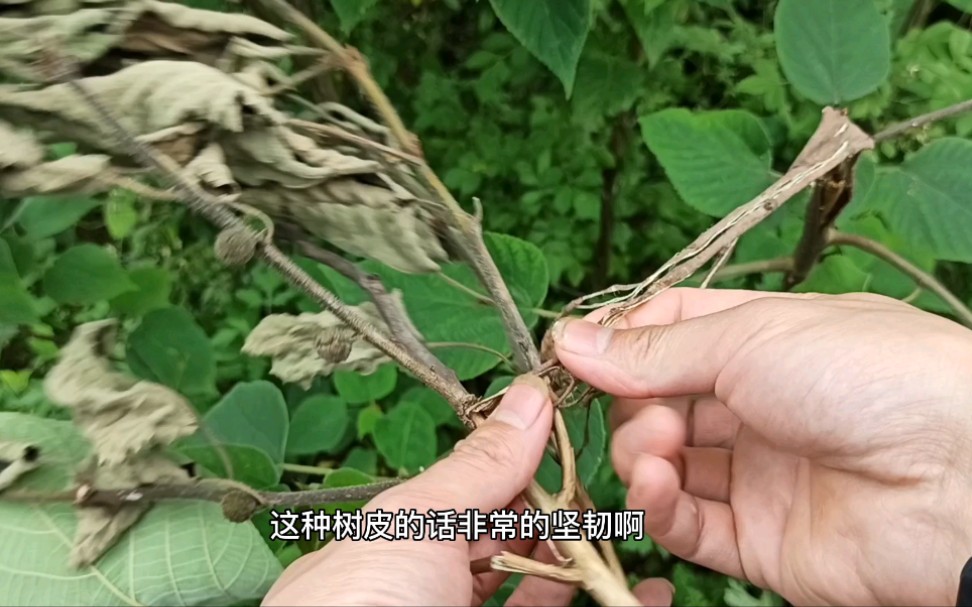 农村植物百科:构树也称褚桃,树叶果实,树皮,枝干都有大用处哔哩哔哩bilibili