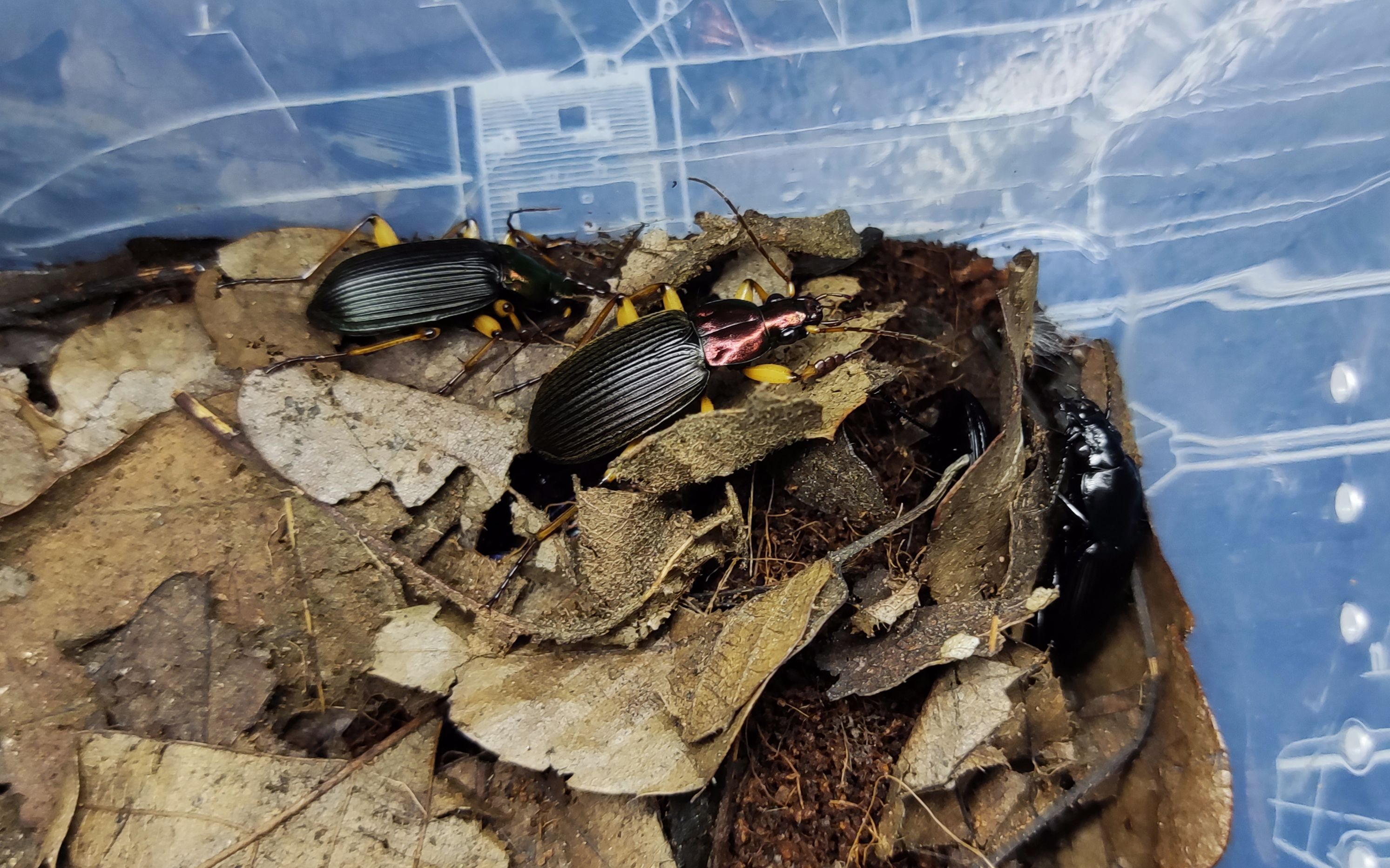 青步甲捕食几则