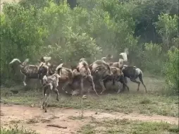 Скачать видео: 野狗在观光车旁撕碎一只羚羊