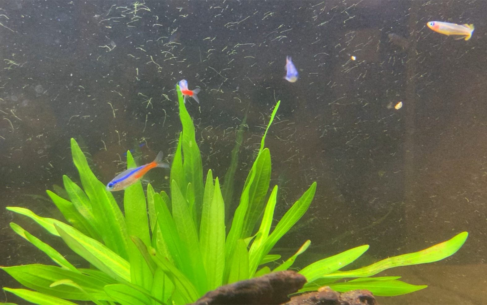 为什么我的鱼缸长绿毛了