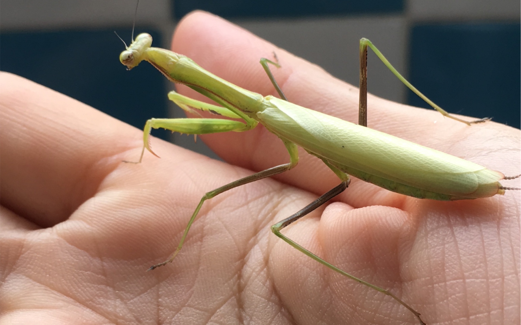 棕静螳羽化成功啦,又是一只绿色型