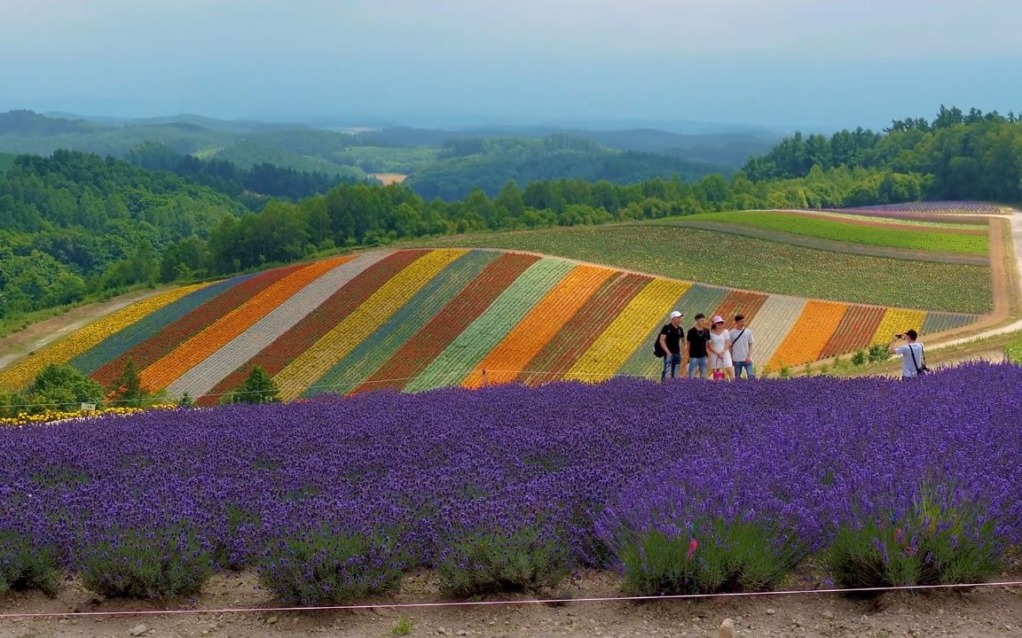 超清日本漫步北海道富良野美瑛地区四季彩之丘20207