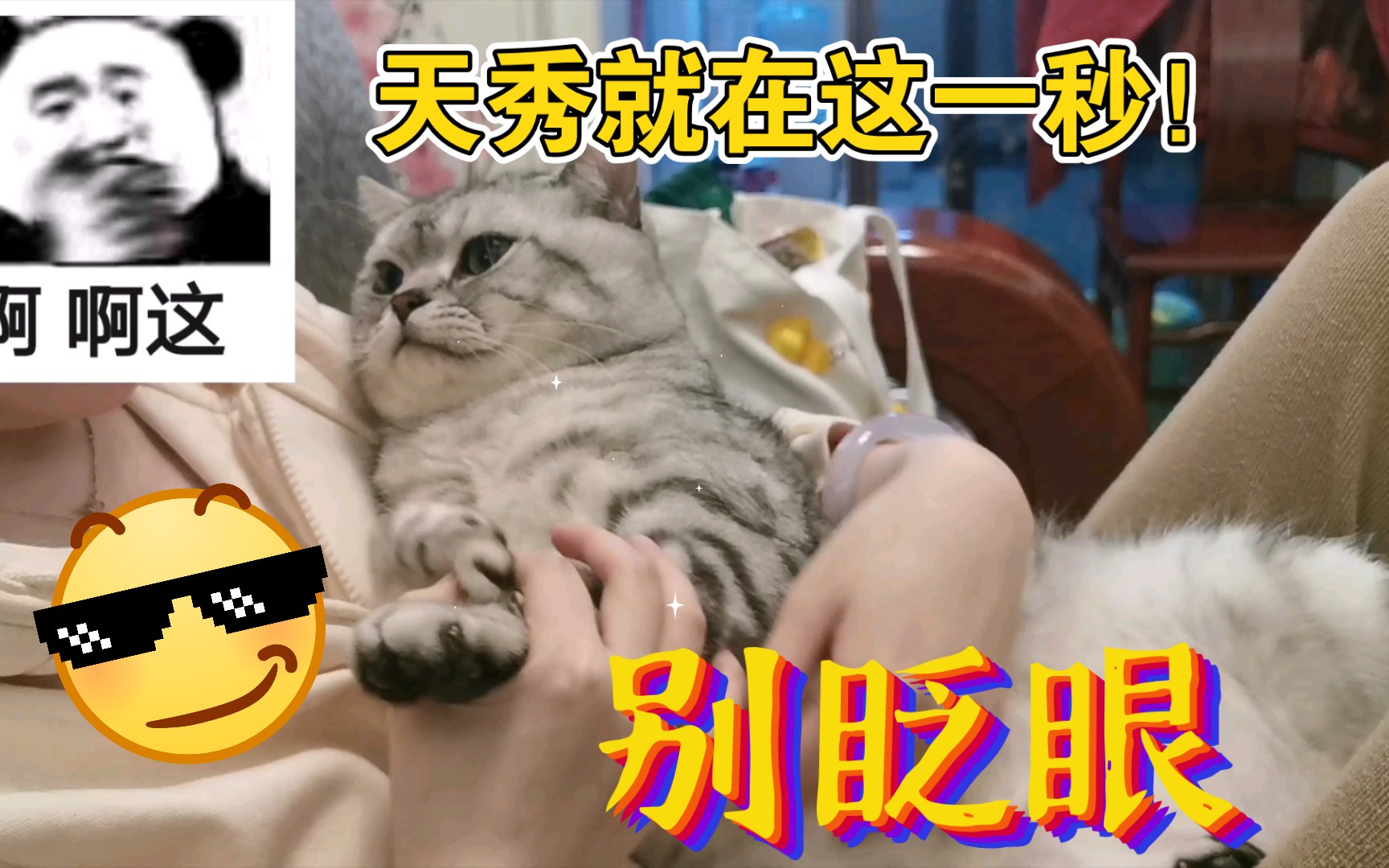 [图]给猫剪指甲，勇敢小猪的魔法咒语