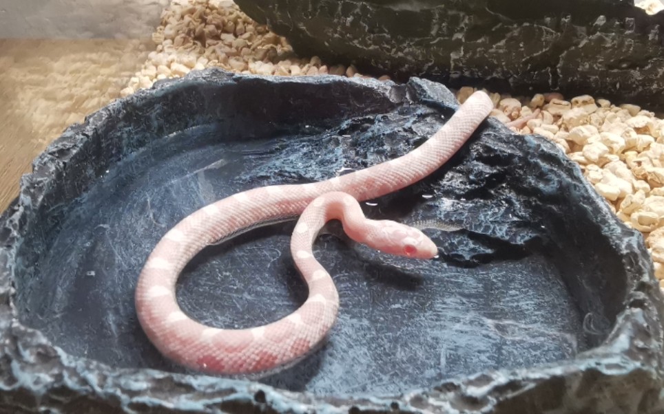 【玉米蛇】珊瑚雪白母开箱,期待已久!