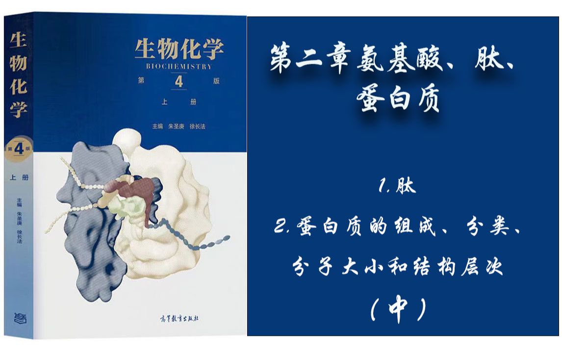 14.生物化学  第二章 (1)肽;(2) 蛋白质的组成、分类、分子大小和结构层次. 中哔哩哔哩bilibili