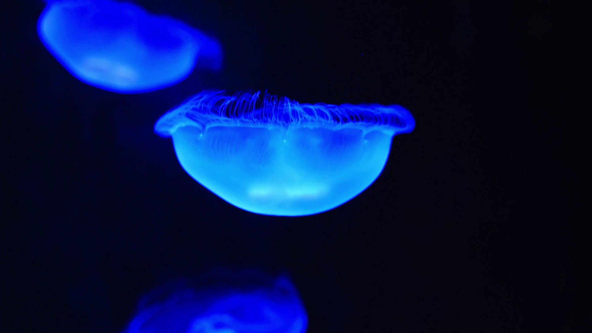 伟德国际bilibili浪潮三部曲