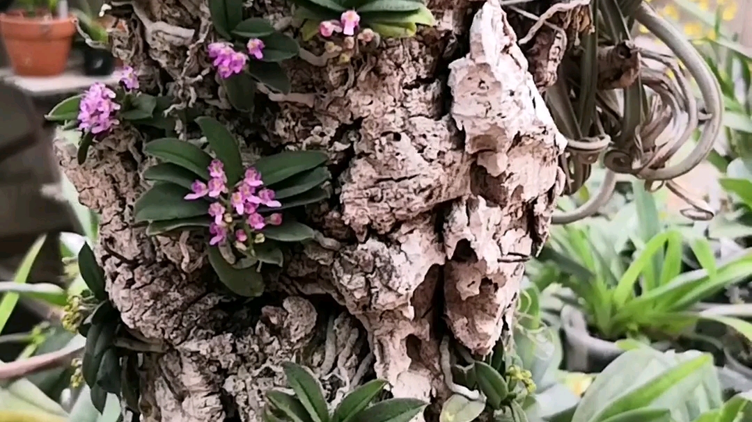 schoenorchis tixieri (圆叶匙唇兰)