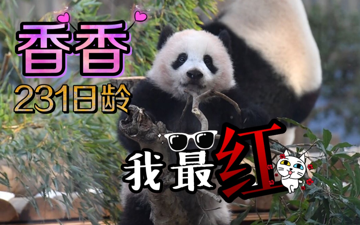 【大熊猫】香香231日龄公开!