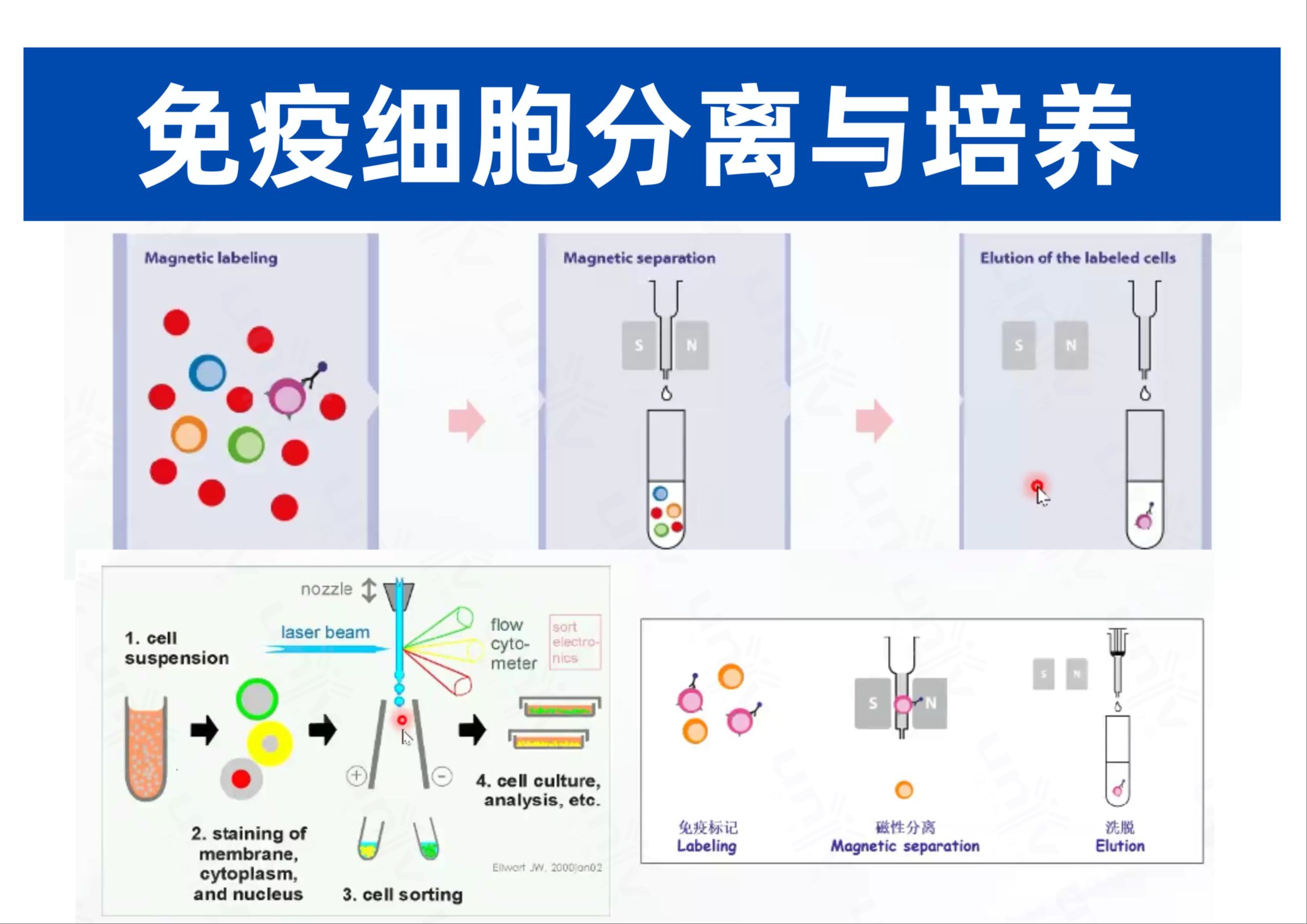 免疫细胞分离与培养全流程哔哩哔哩bilibili