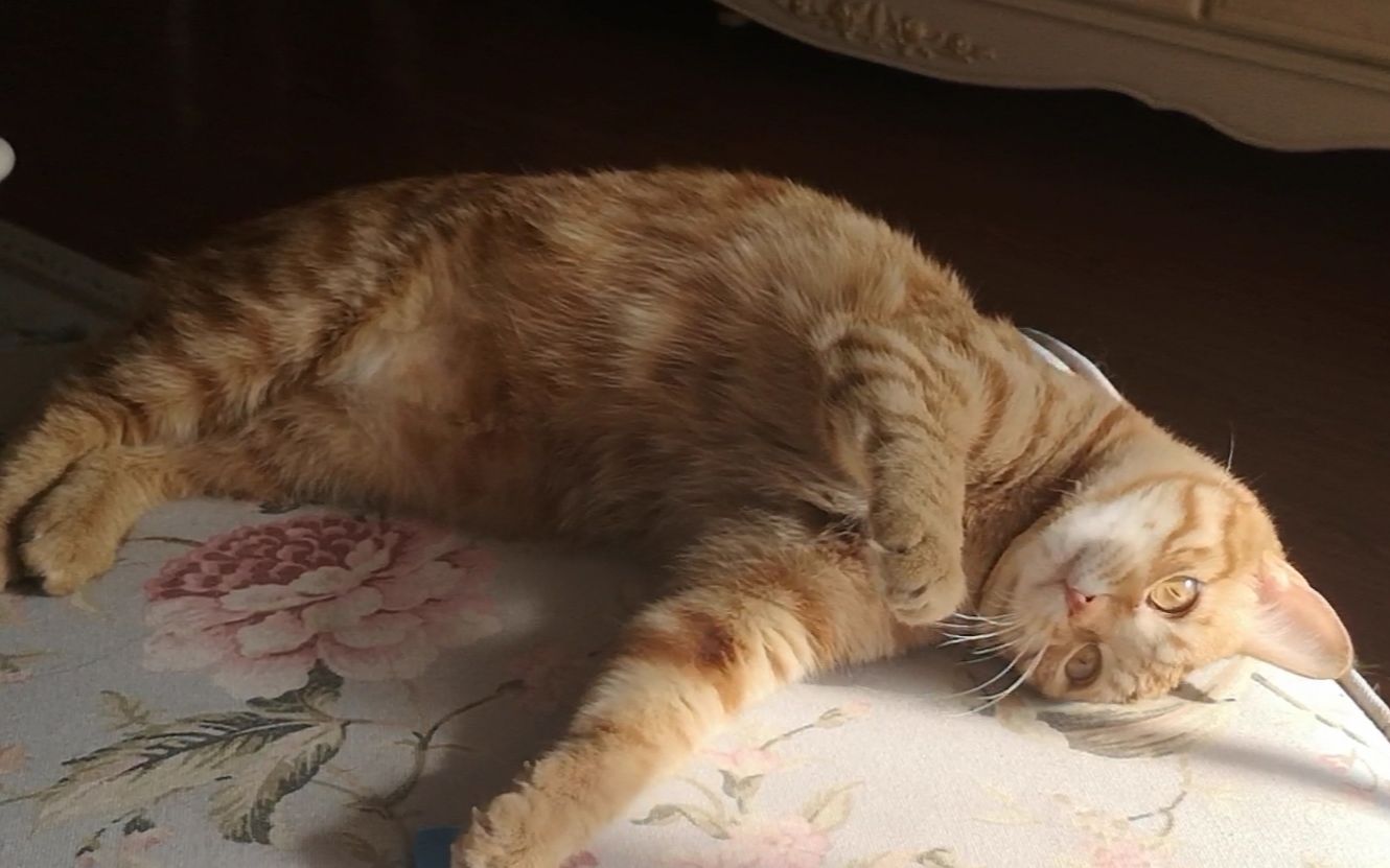 小橘猫冬日里晒太阳,每一帧都是壁纸