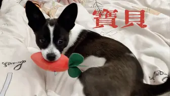 小喜宝贝