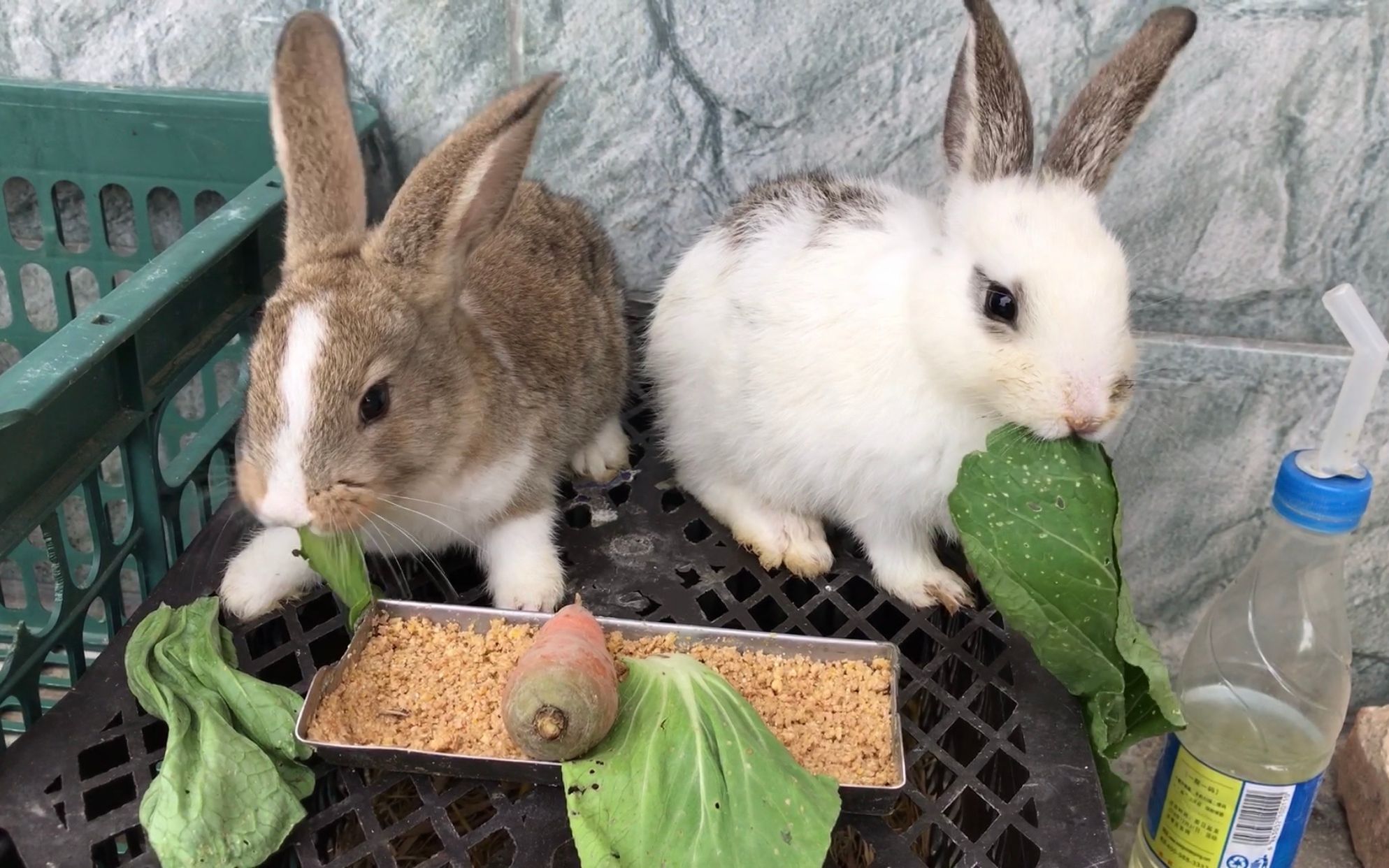 活动  不喜欢吃萝卜的兔子,主人给它们配兔粮吃,兔子内心得有多感动