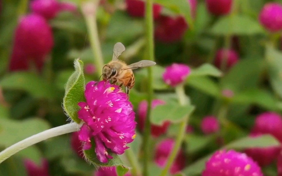 【手机摄影】小蜜蜂飞舞慢动作合集
