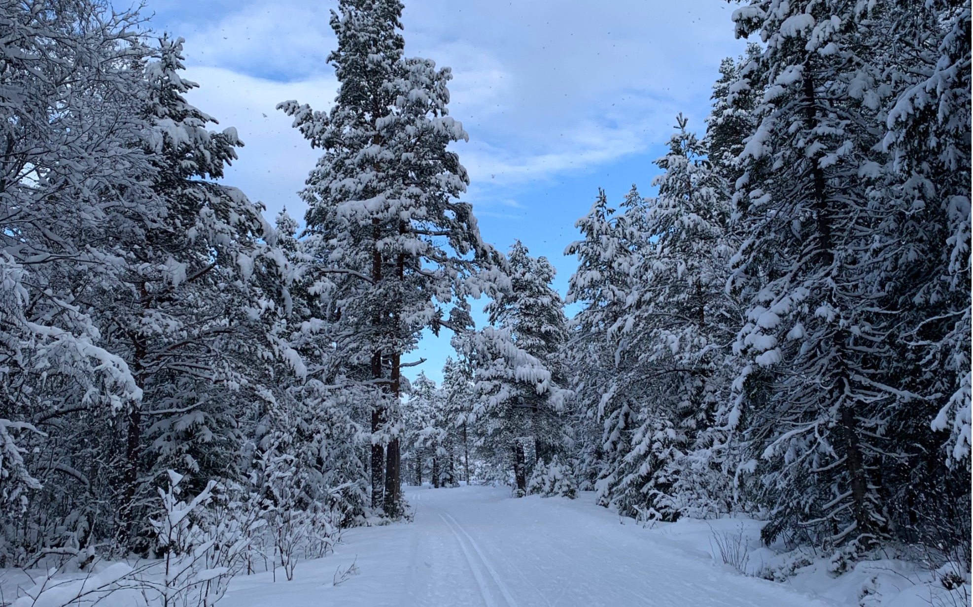 记录生活04:挪威森林中的越野滑雪,阳光下的雪景好美呀,好梦幻!