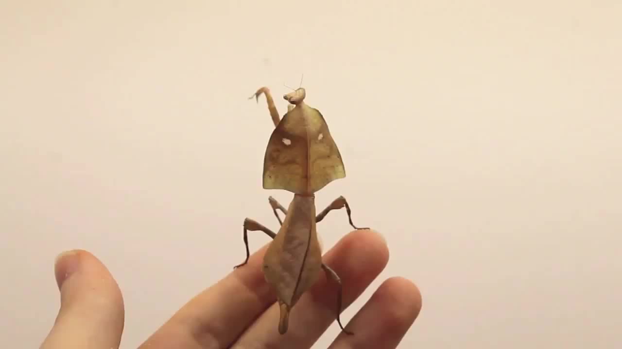 眼镜蛇枯叶螳螂