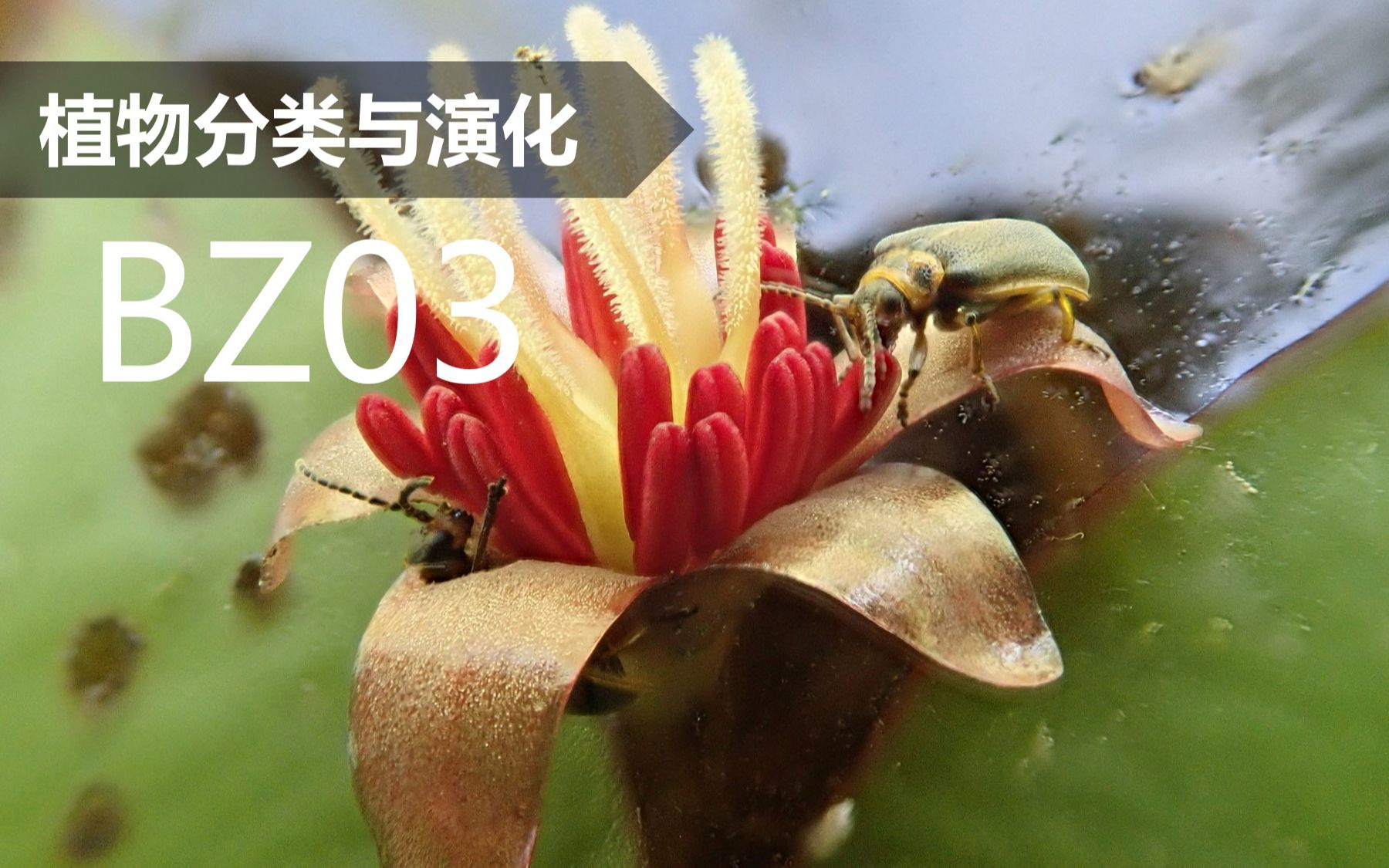 【植物分类与系统发育】BZ03 睡莲目 莼菜科哔哩哔哩bilibili