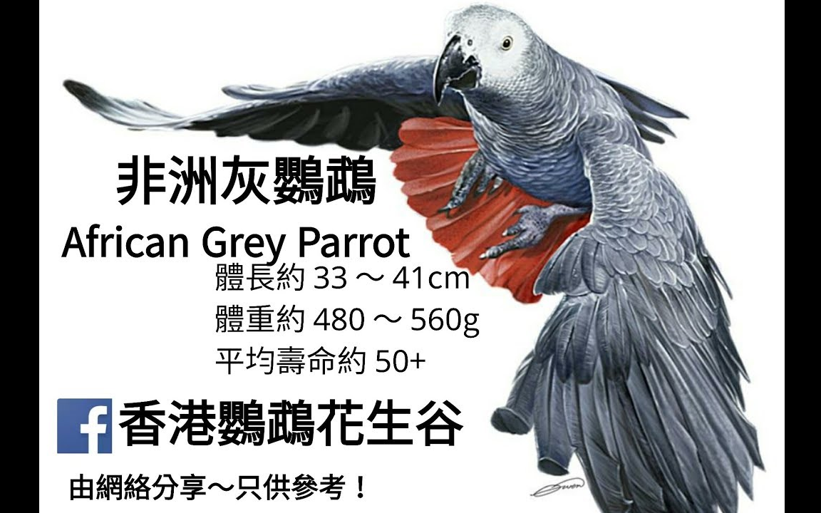 鹦鹉品种分享介绍 ~非洲灰鹦鹉 (African Parrot)哔哩哔哩bilibili