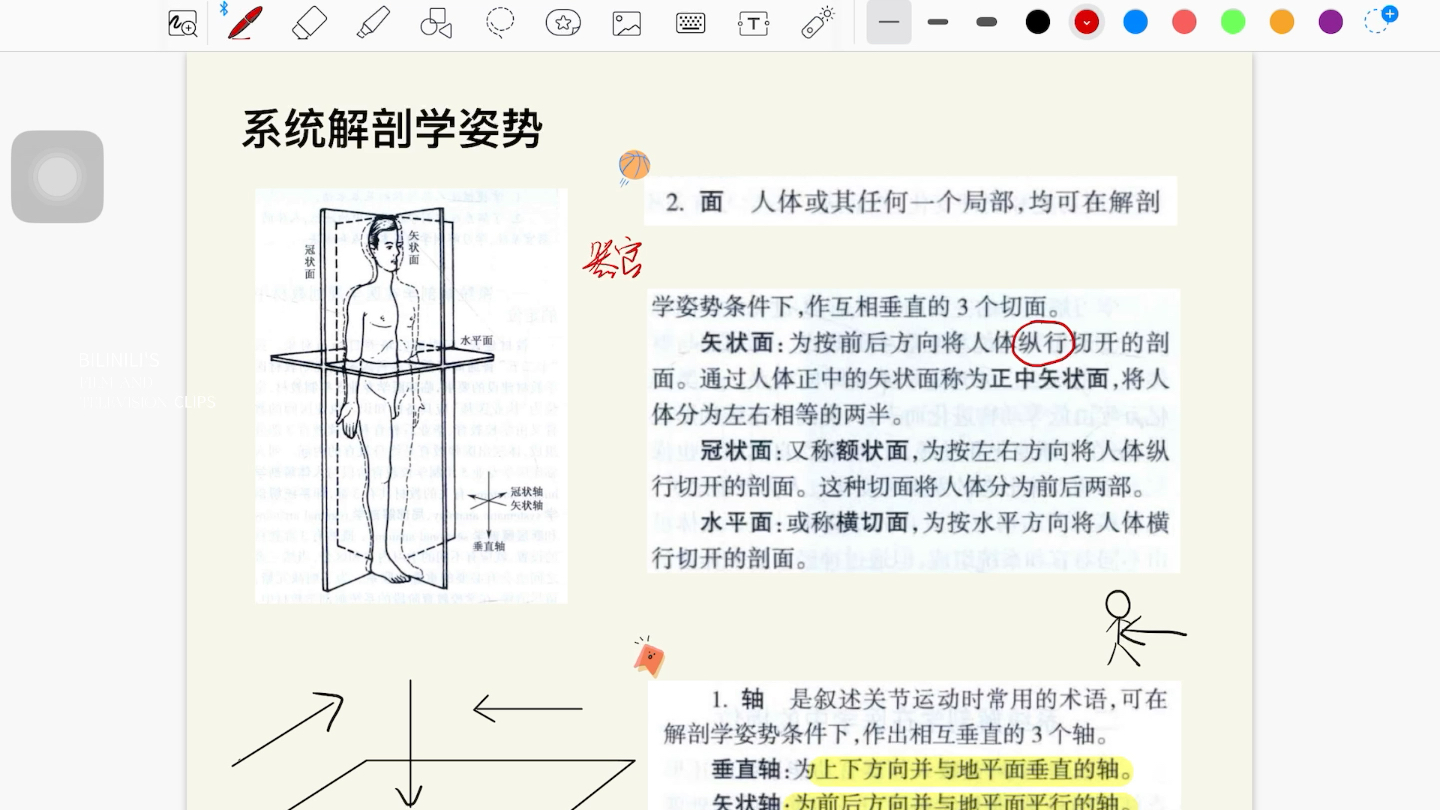 解剖学姿势,方位术语哔哩哔哩bilibili